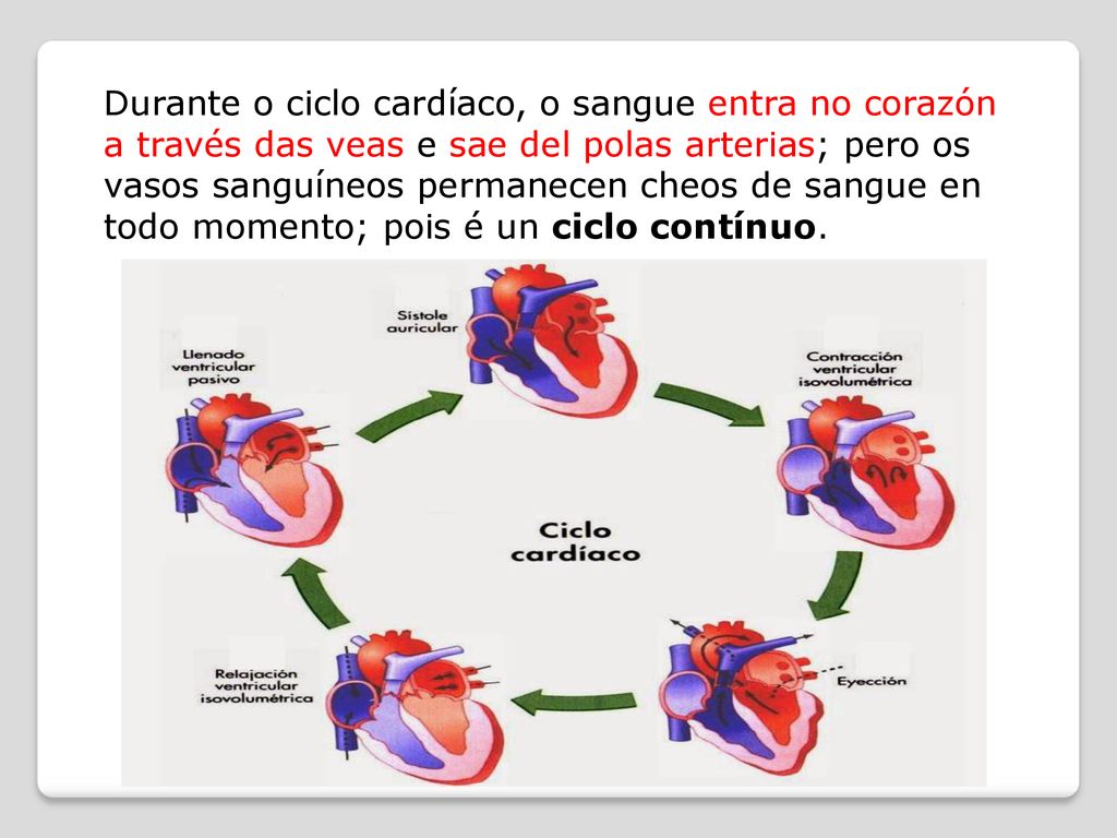 Durante o ciclo cardíaco, o sangue entra no corazón a través das veas e sae del polas arterias; pero os vasos sanguíneos permanecen cheos de sangue en todo momento; pois é un ciclo contínuo.