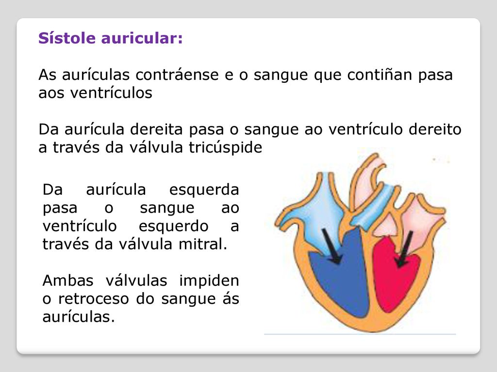 Sístole auricular: As aurículas contráense e o sangue que contiñan pasa aos ventrículos.