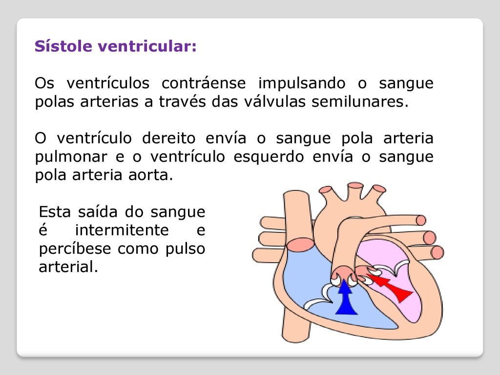 Sístole ventricular: Os ventrículos contráense impulsando o sangue polas arterias a través das válvulas semilunares.
