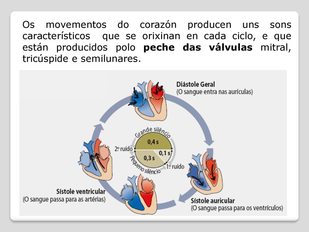 Os movementos do corazón producen uns sons característicos que se orixinan en cada ciclo, e que están producidos polo peche das válvulas mitral, tricúspide e semilunares.
