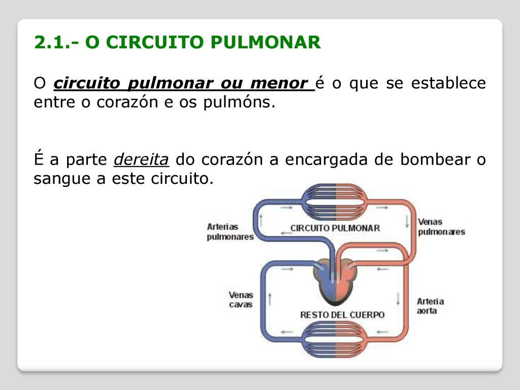 2.1.- O CIRCUITO PULMONAR O circuito pulmonar ou menor é o que se establece entre o corazón e os pulmóns.