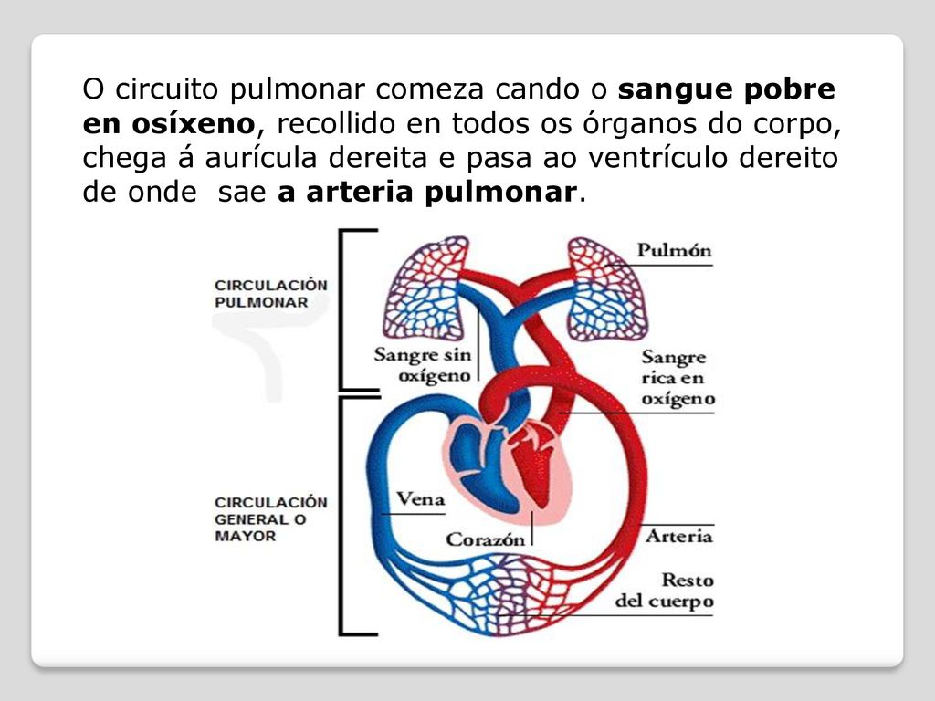 O circuito pulmonar comeza cando o sangue pobre en osíxeno, recollido en todos os órganos do corpo, chega á aurícula dereita e pasa ao ventrículo dereito de onde sae a arteria pulmonar.