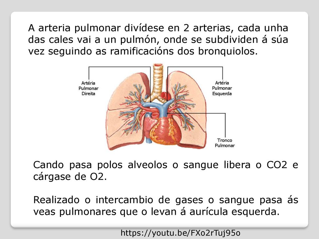 Cando pasa polos alveolos o sangue libera o CO2 e cárgase de O2.