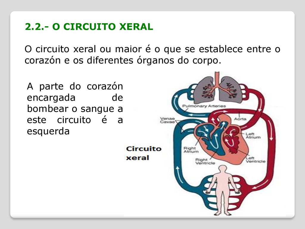 2.2.- O CIRCUITO XERAL O circuito xeral ou maior é o que se establece entre o corazón e os diferentes órganos do corpo.