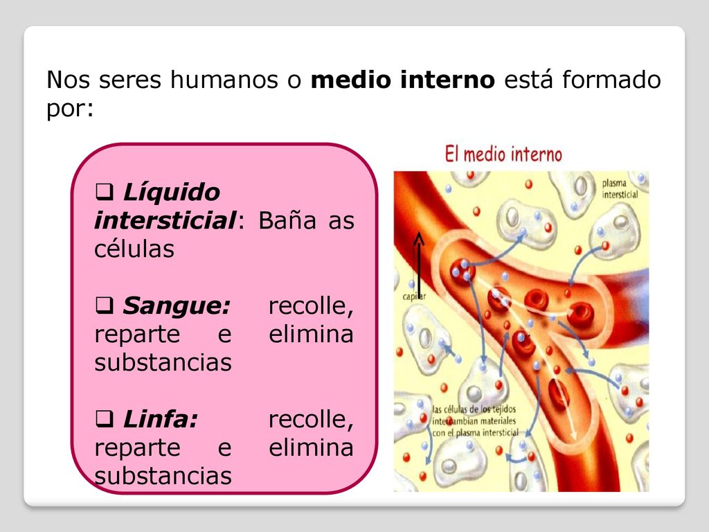 Nos seres humanos o medio interno está formado por: