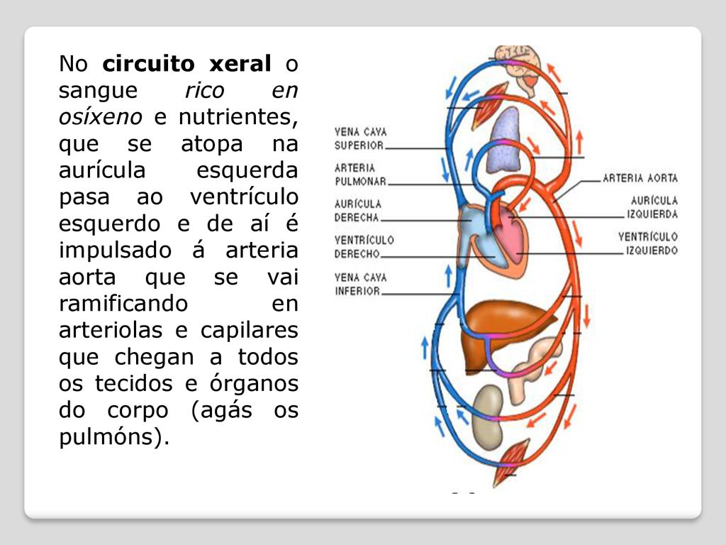 No circuito xeral o sangue rico en osíxeno e nutrientes, que se atopa na aurícula esquerda pasa ao ventrículo esquerdo e de aí é impulsado á arteria aorta que se vai ramificando en arteriolas e capilares que chegan a todos os tecidos e órganos do corpo (agás os pulmóns).