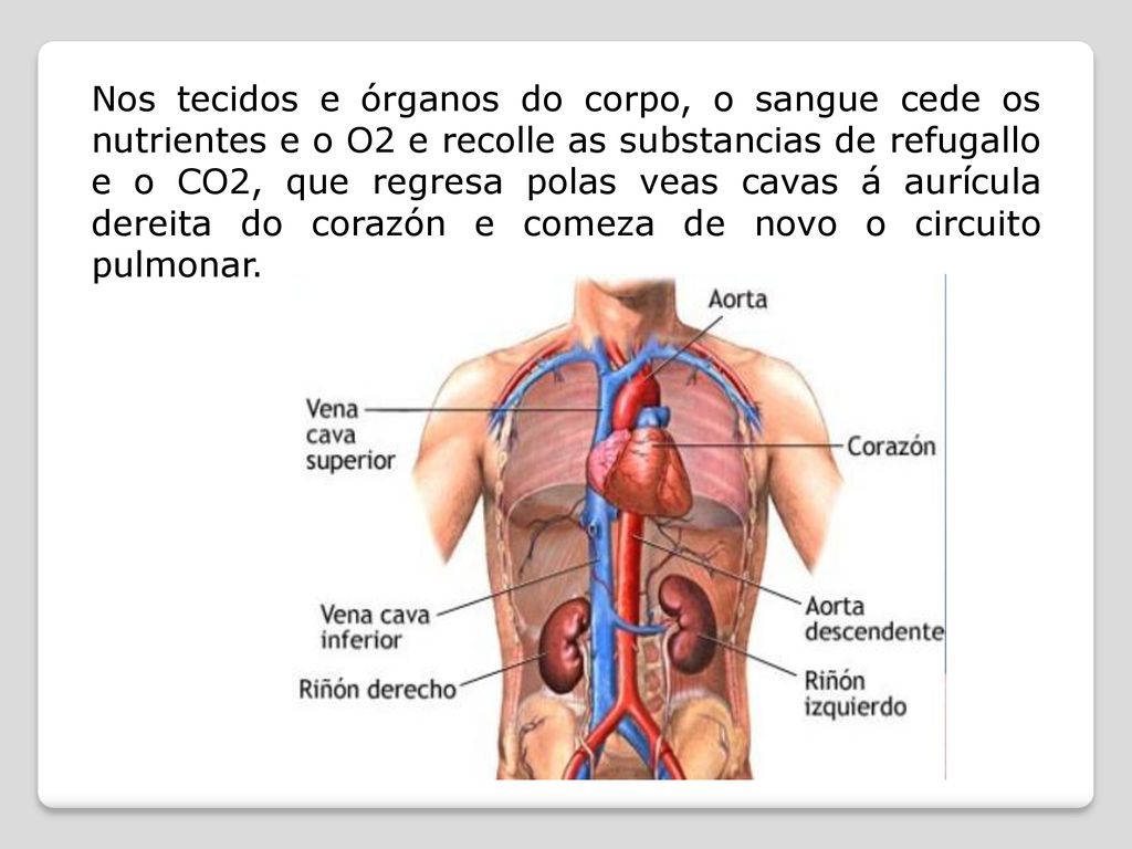 Nos tecidos e órganos do corpo, o sangue cede os nutrientes e o O2 e recolle as substancias de refugallo e o CO2, que regresa polas veas cavas á aurícula dereita do corazón e comeza de novo o circuito pulmonar.