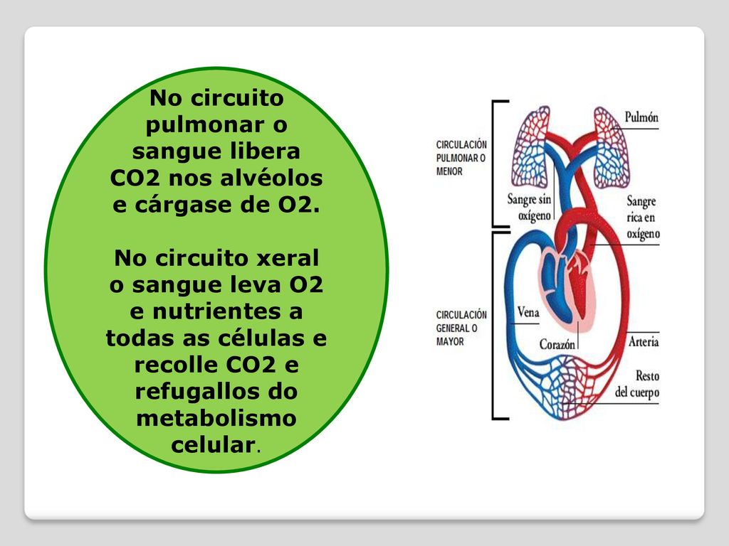 No circuito pulmonar o sangue libera CO2 nos alvéolos e cárgase de O2.