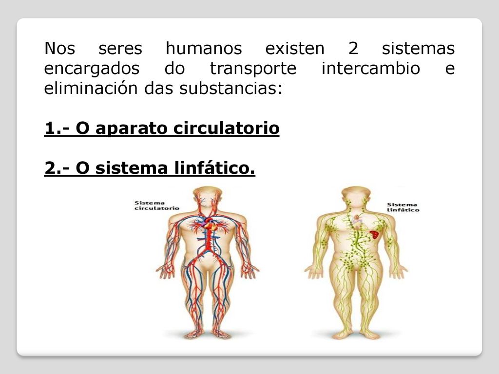 Nos seres humanos existen 2 sistemas encargados do transporte intercambio e eliminación das substancias: