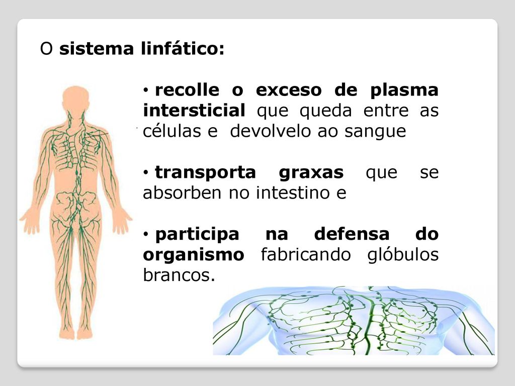O sistema linfático: recolle o exceso de plasma intersticial que queda entre as células e devolvelo ao sangue.
