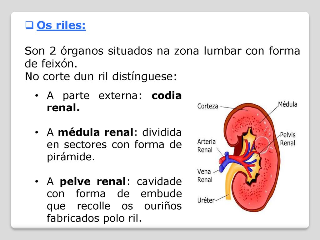 Son 2 órganos situados na zona lumbar con forma de feixón.