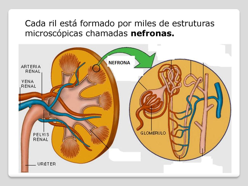 Cada ril está formado por miles de estruturas microscópicas chamadas nefronas.