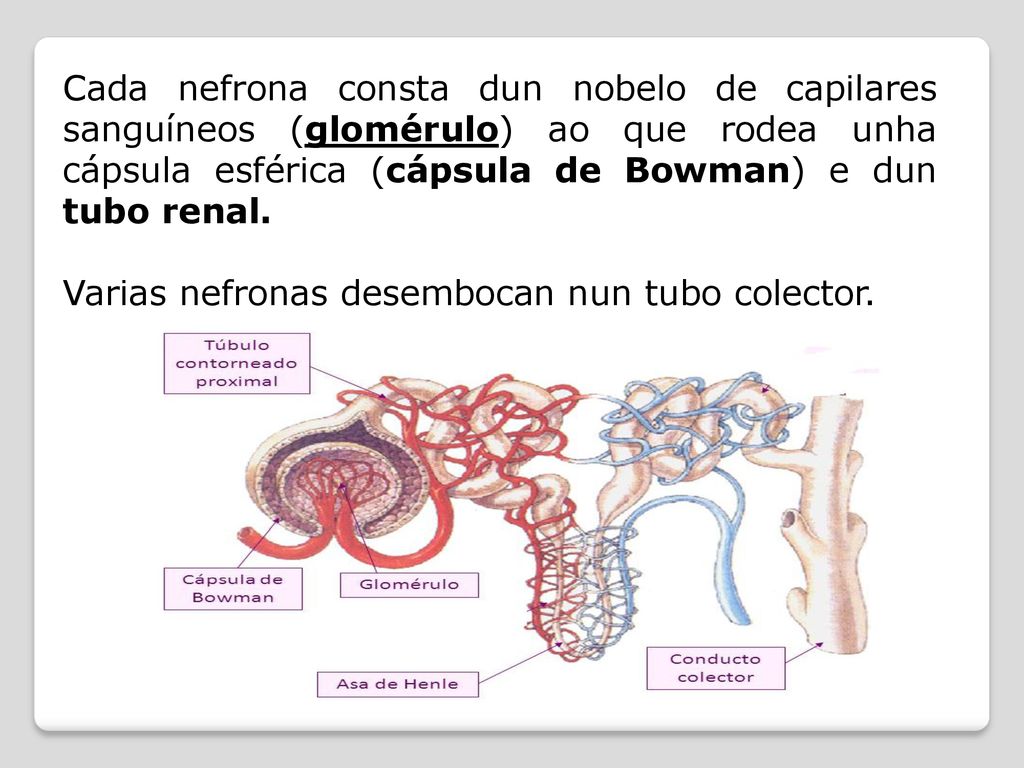 Cada nefrona consta dun nobelo de capilares sanguíneos (glomérulo) ao que rodea unha cápsula esférica (cápsula de Bowman) e dun tubo renal.
