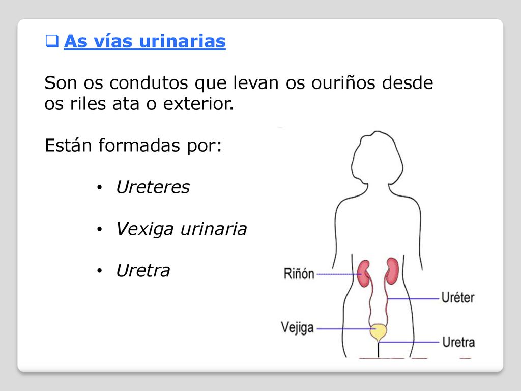 As vías urinarias Son os condutos que levan os ouriños desde os riles ata o exterior. Están formadas por:
