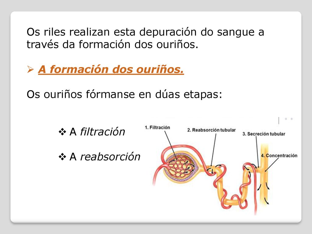 Os riles realizan esta depuración do sangue a través da formación dos ouriños.
