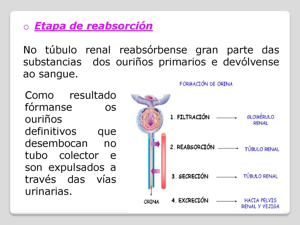 Etapa de reabsorción No túbulo renal reabsórbense gran parte das substancias dos ouriños primarios e devólvense ao sangue.