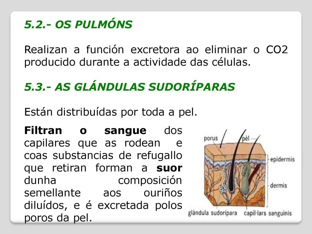 5.2.- OS PULMÓNS Realizan a función excretora ao eliminar o CO2 producido durante a actividade das células.