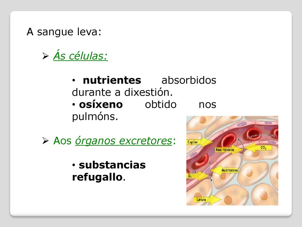 A sangue leva: Ás células: nutrientes absorbidos durante a dixestión. osíxeno obtido nos pulmóns.