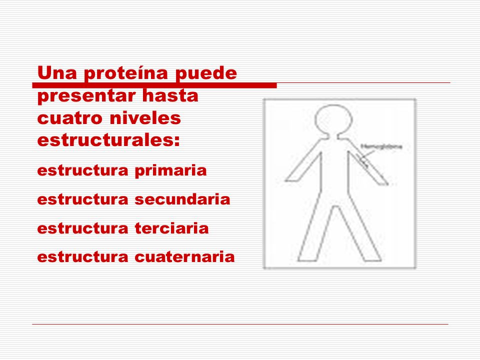 Una proteína puede presentar hasta cuatro niveles estructurales:
