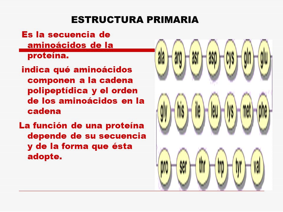 ESTRUCTURA PRIMARIA Es la secuencia de aminoácidos de la proteína.