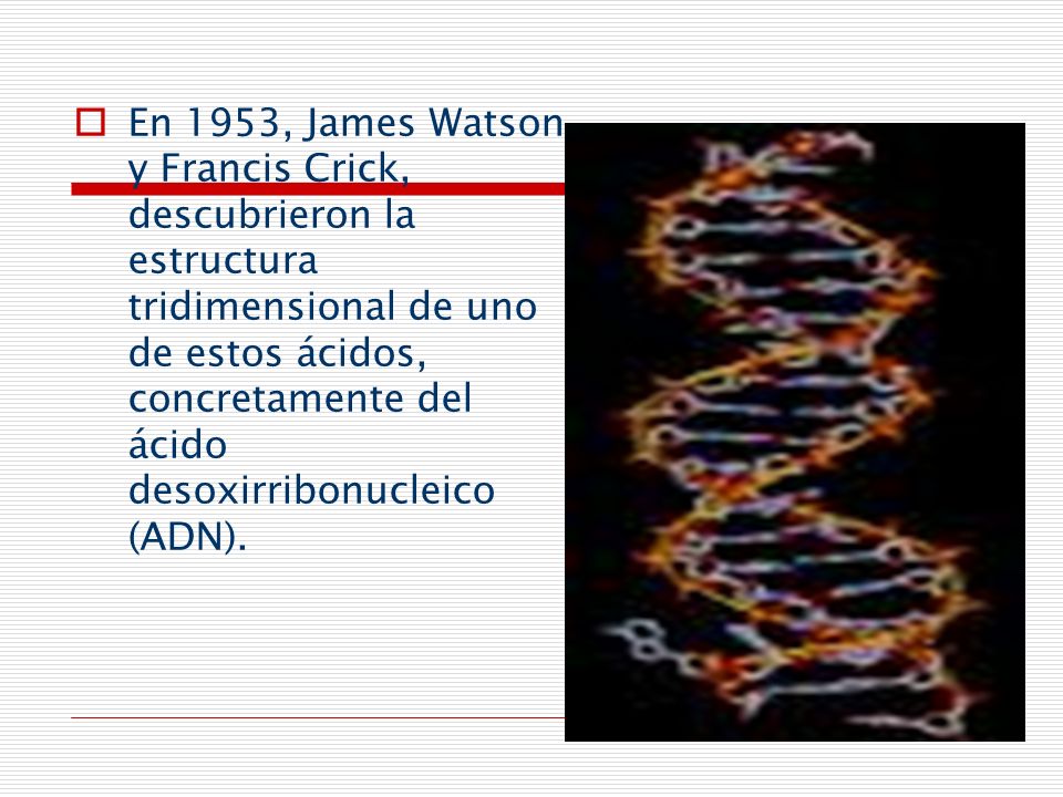 En 1953, James Watson y Francis Crick, descubrieron la estructura tridimensional de uno de estos ácidos, concretamente del ácido desoxirribonucleico (ADN).