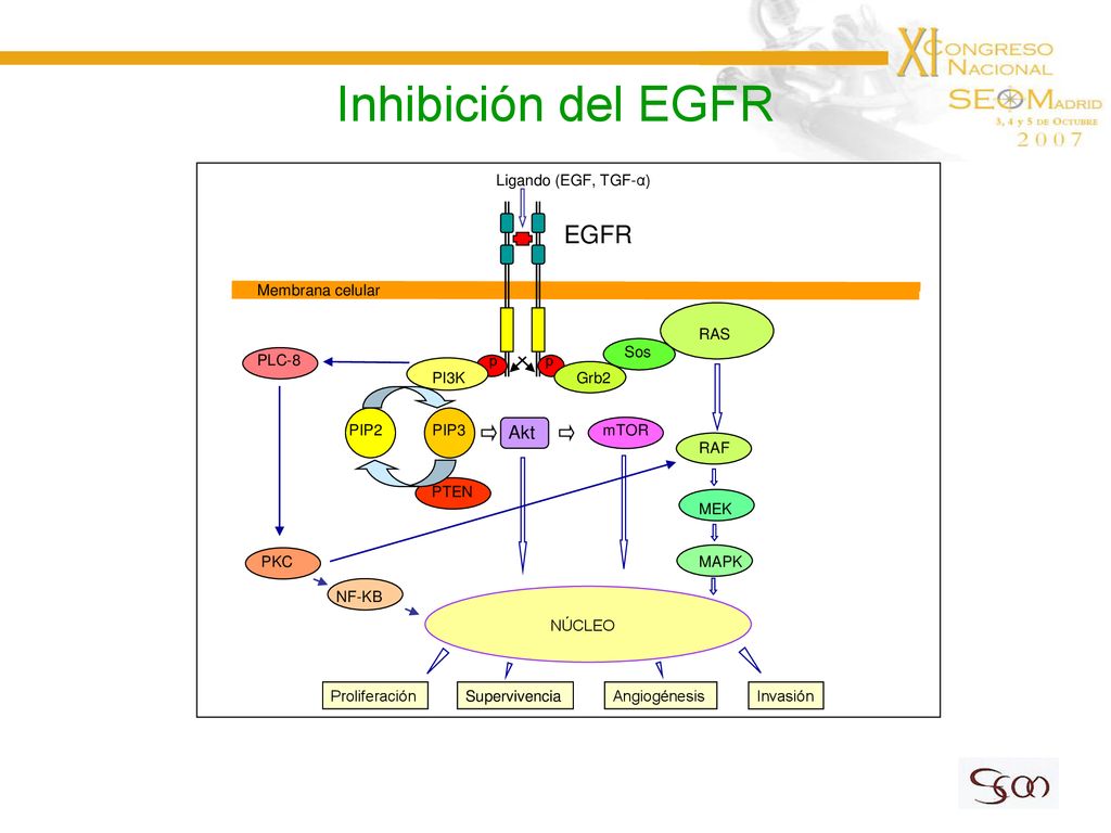 Inhibición del EGFR EGFR Akt Ligando (EGF, TGF-α) Membrana celular RAS