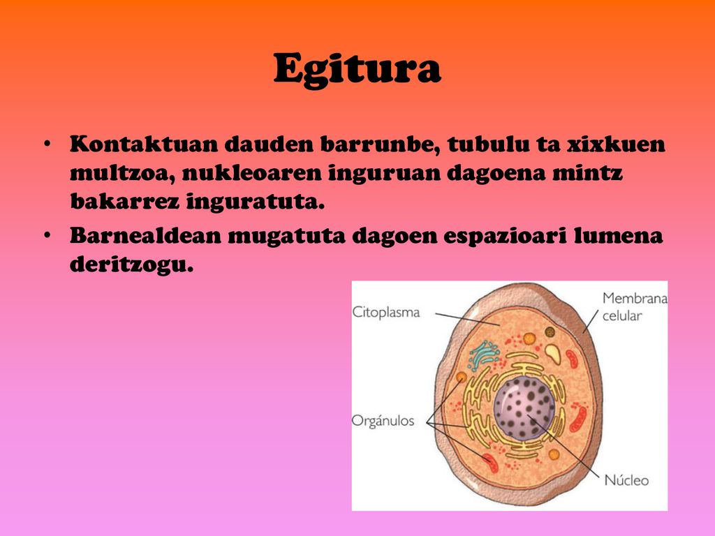 Egitura Kontaktuan dauden barrunbe, tubulu ta xixkuen multzoa, nukleoaren inguruan dagoena mintz bakarrez inguratuta.