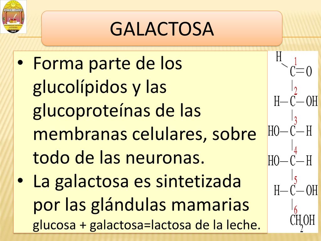 GALACTOSA Forma parte de los glucolípidos y las glucoproteínas de las membranas celulares, sobre todo de las neuronas.