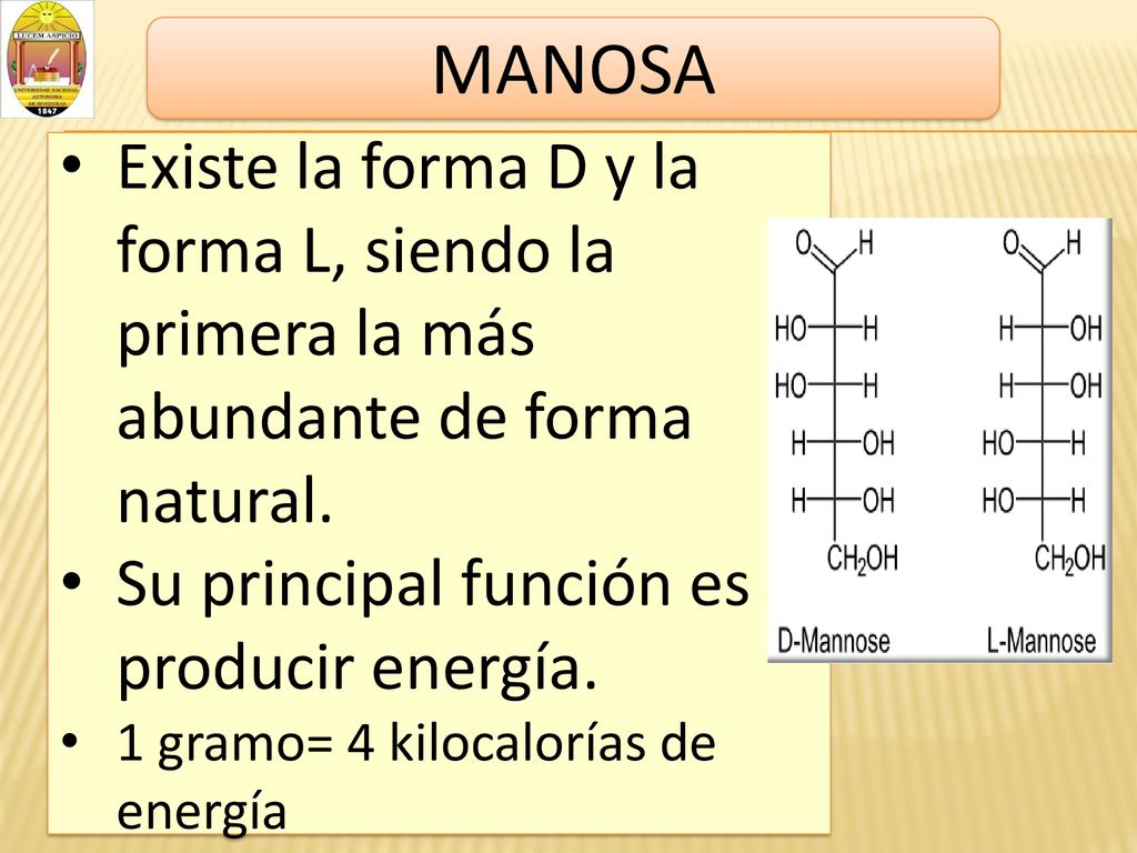 MANOSA Existe la forma D y la forma L, siendo la primera la más abundante de forma natural. Su principal función es producir energía.
