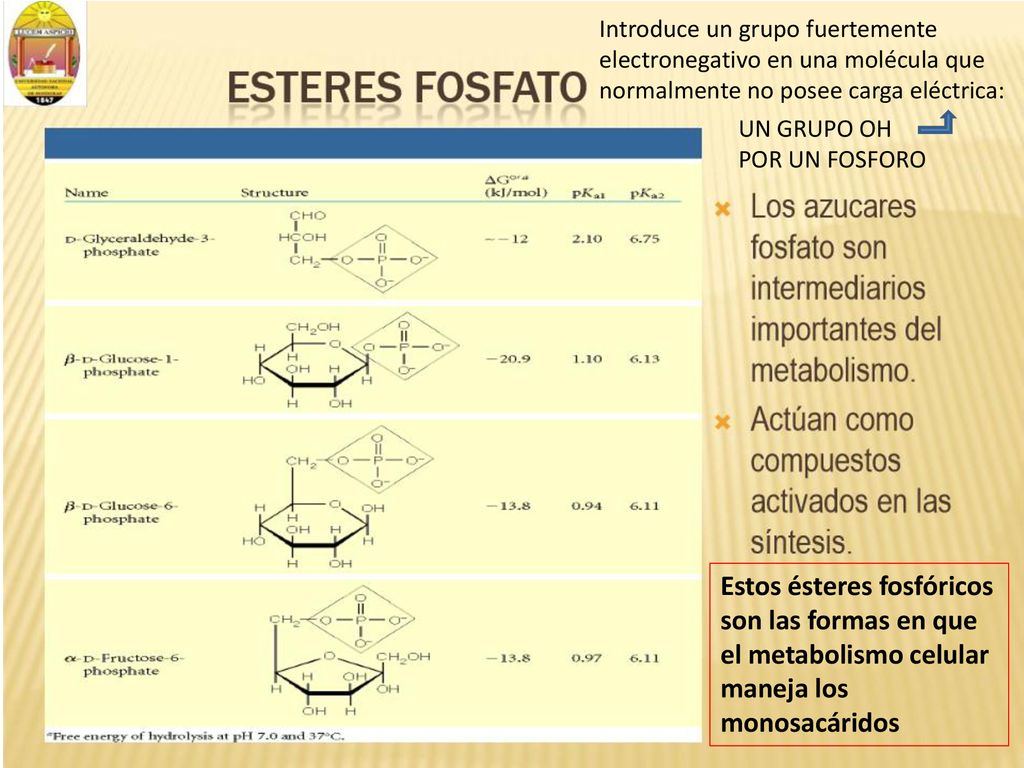 Estos ésteres fosfóricos son las formas en que el metabolismo celular maneja los monosacáridos