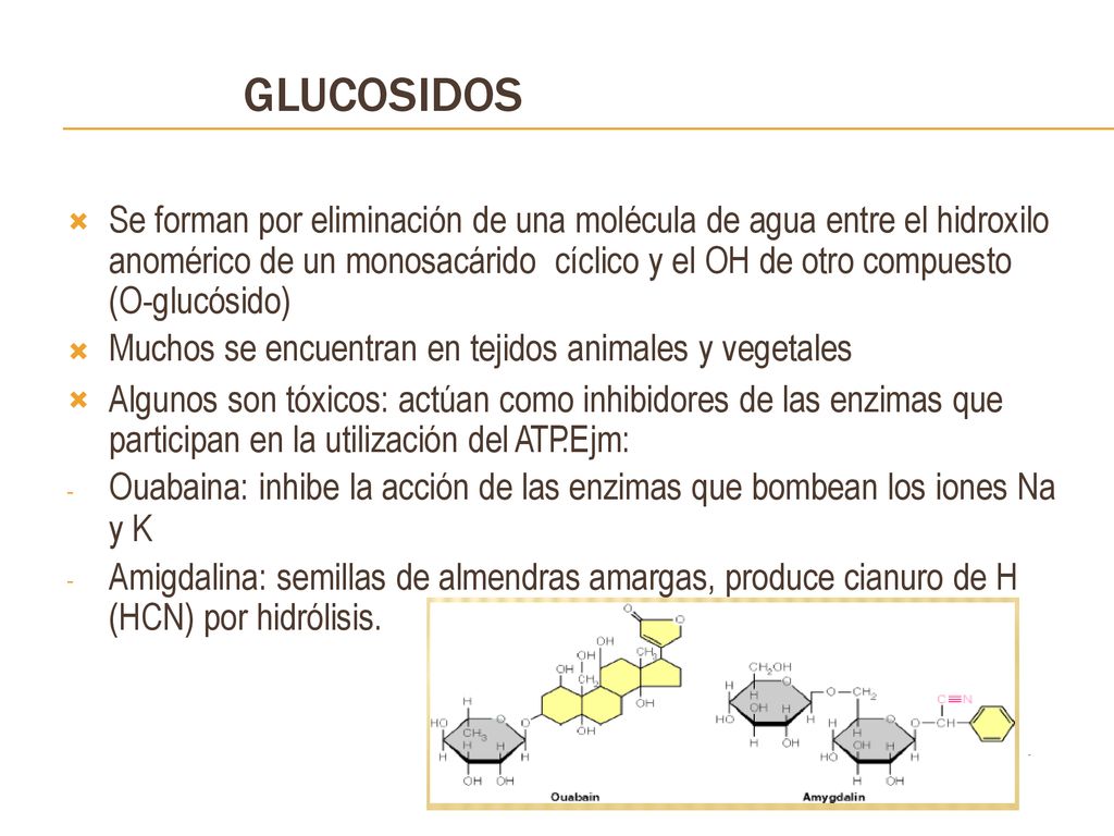 GLUCOSIDOS Se forman por eliminación de una molécula de agua entre el hidroxilo. anomérico de un monosacárido cíclico y el OH de otro compuesto.