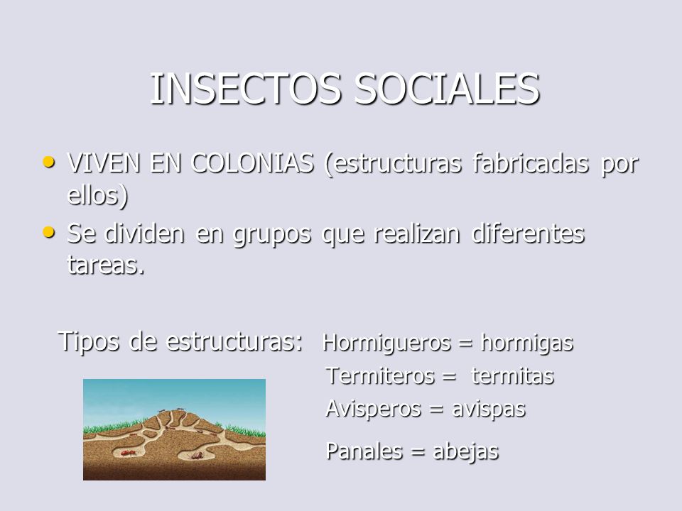 INSECTOS SOCIALES Panales = abejas