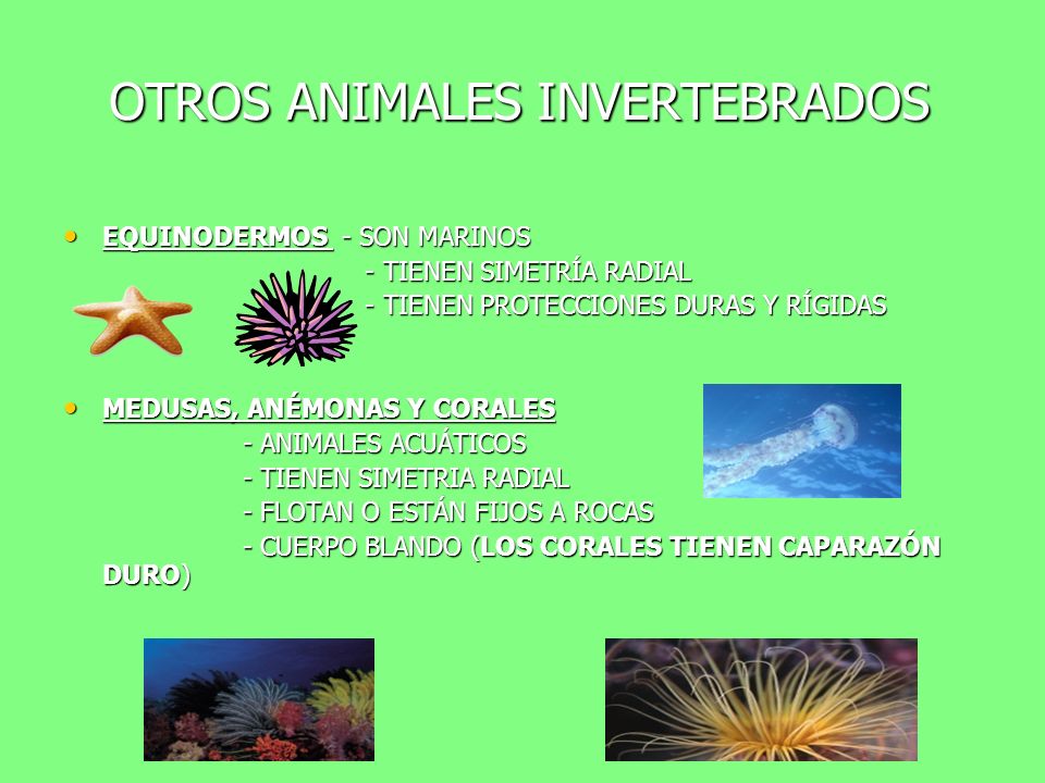 OTROS ANIMALES INVERTEBRADOS
