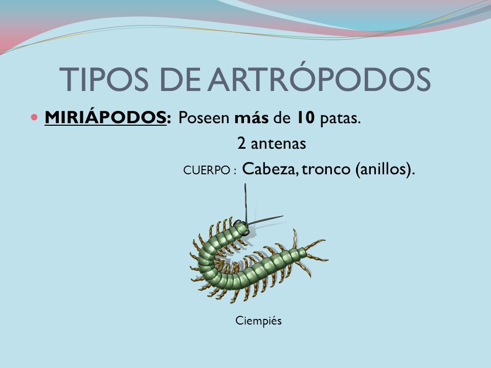 TIPOS DE ARTRÓPODOS MIRIÁPODOS: Poseen más de 10 patas. 2 antenas