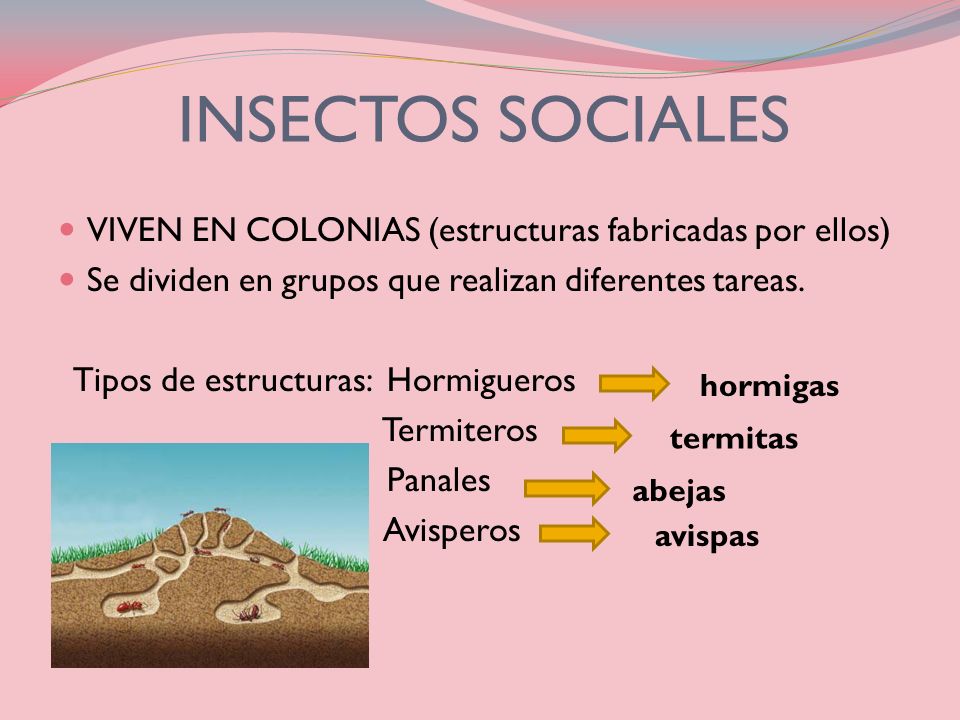 INSECTOS SOCIALES VIVEN EN COLONIAS (estructuras fabricadas por ellos)