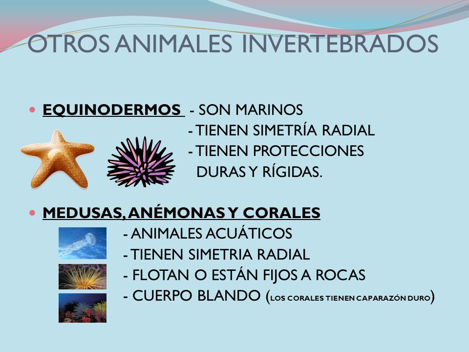 OTROS ANIMALES INVERTEBRADOS