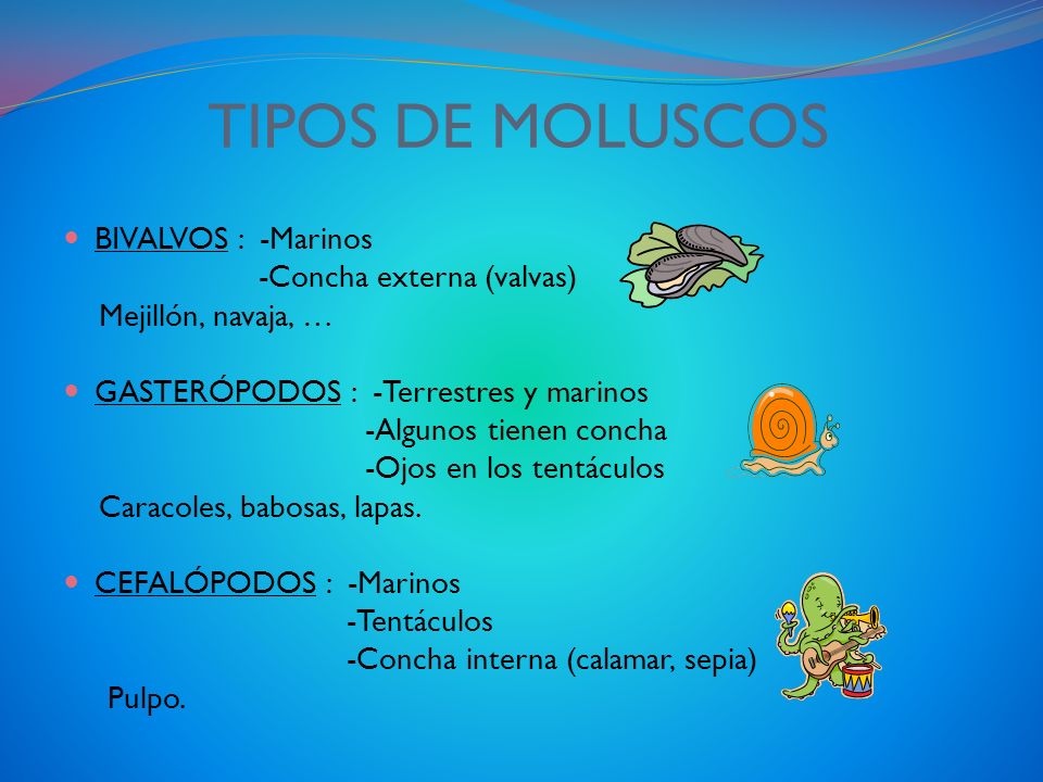 TIPOS DE MOLUSCOS BIVALVOS : -Marinos -Concha externa (valvas)