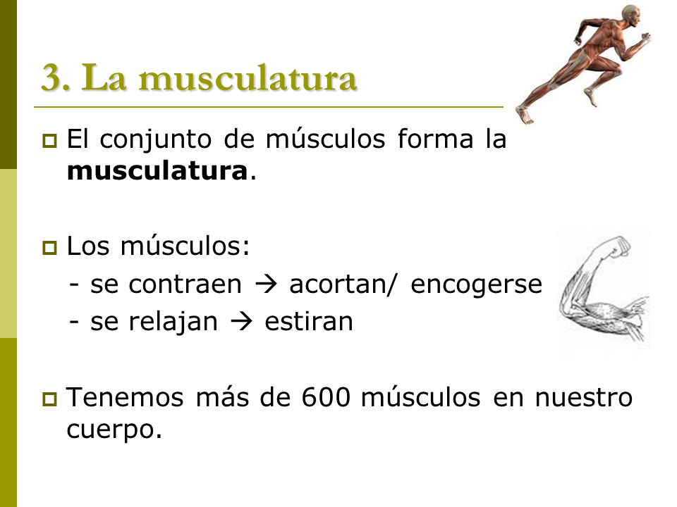 3. La musculatura El conjunto de músculos forma la musculatura.
