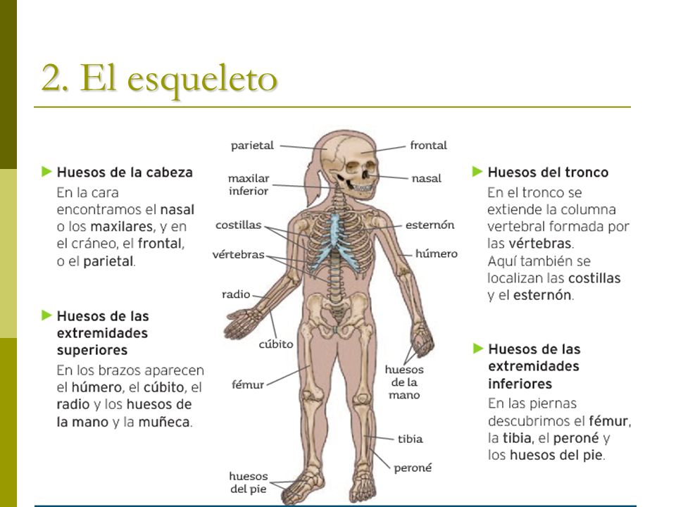 2. El esqueleto