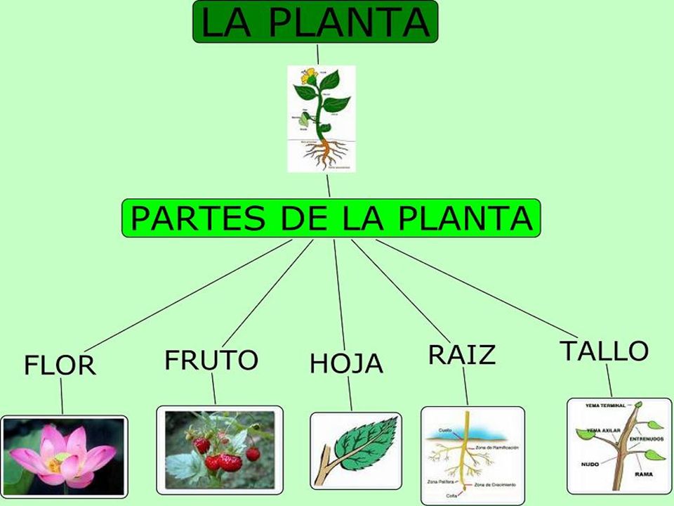 La estructura de una planta