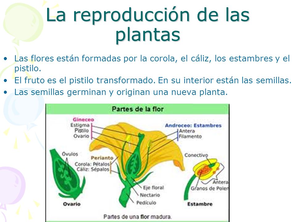 La reproducción de las plantas