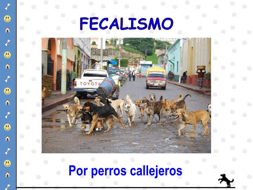 FECALISMO Por perros callejeros