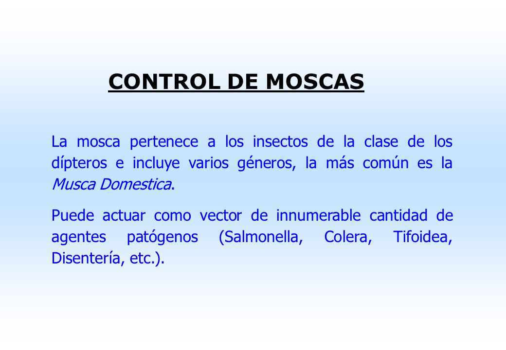 CONTROL DE MOSCAS La mosca pertenece a los insectos de la clase de los dípteros e incluye varios géneros, la más común es la Musca Domestica.