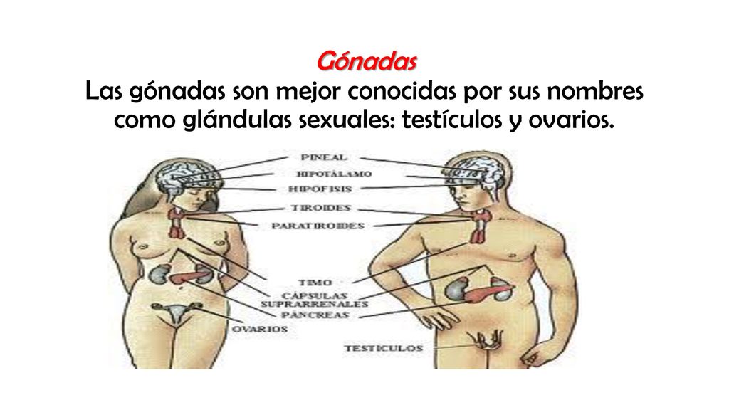 Gónadas Las gónadas son mejor conocidas por sus nombres como glándulas sexuales: testículos y ovarios.