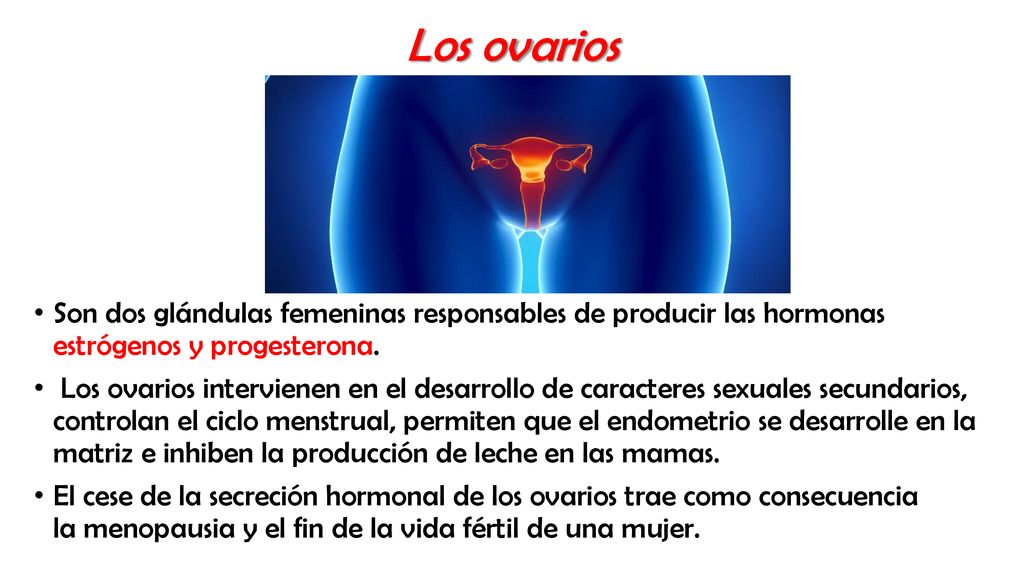 Los ovarios Son dos glándulas femeninas responsables de producir las hormonas estrógenos y progesterona.