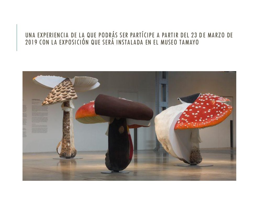 una experiencia de la que podrás ser partícipe a partir del 23 de marzo de 2019 con la exposición que será instalada en el Museo Tamayo