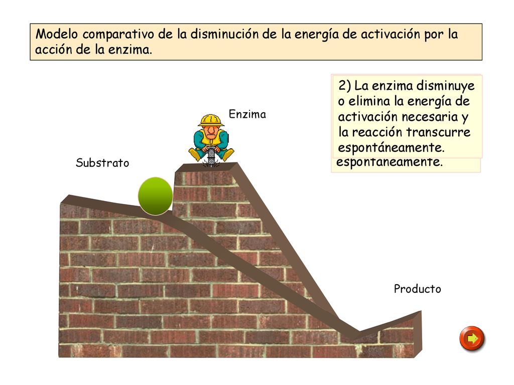 Modelo comparativo de la disminución de la energía de activación por la acción de la enzima.