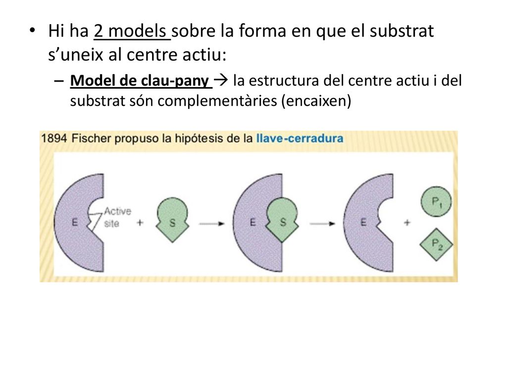 Hi ha 2 models sobre la forma en que el substrat s’uneix al centre actiu: