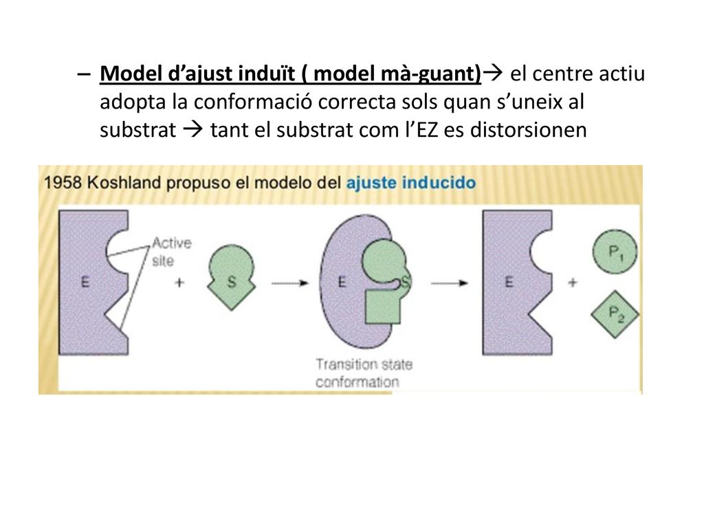 Model d’ajust induït ( model mà-guant) el centre actiu adopta la conformació correcta sols quan s’uneix al substrat  tant el substrat com l’EZ es distorsionen