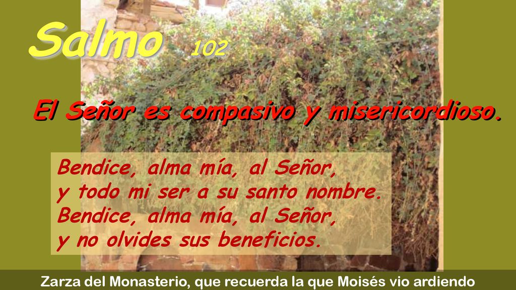 Zarza del Monasterio, que recuerda la que Moisés vio ardiendo